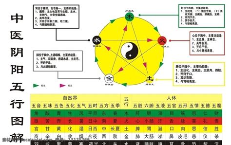 五行意思|五行（中医术语）